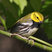 Black-throated Green Warbler